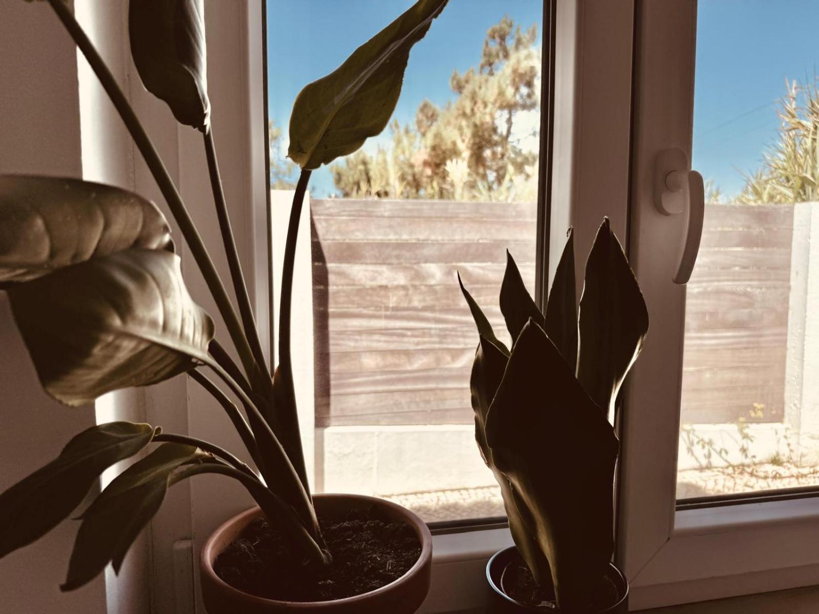 Saone Guesthouse & Coworking Ерисейра Екстериор снимка